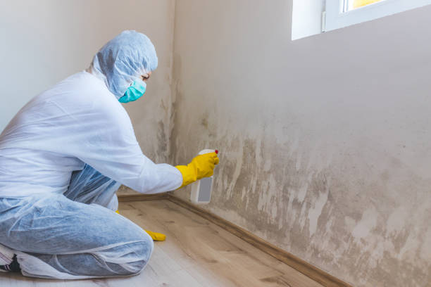 Licensed Mold Cleanup service in Coopersville, MI - WQB Mold Removal