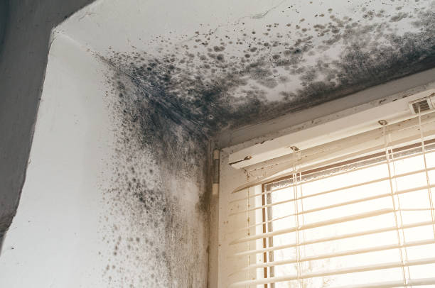 Affordable Mold Cleanup solutions in Coopersville, MI