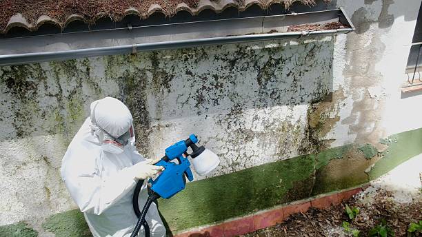 Top rated local Mold Cleanup specialists in Coopersville, MI